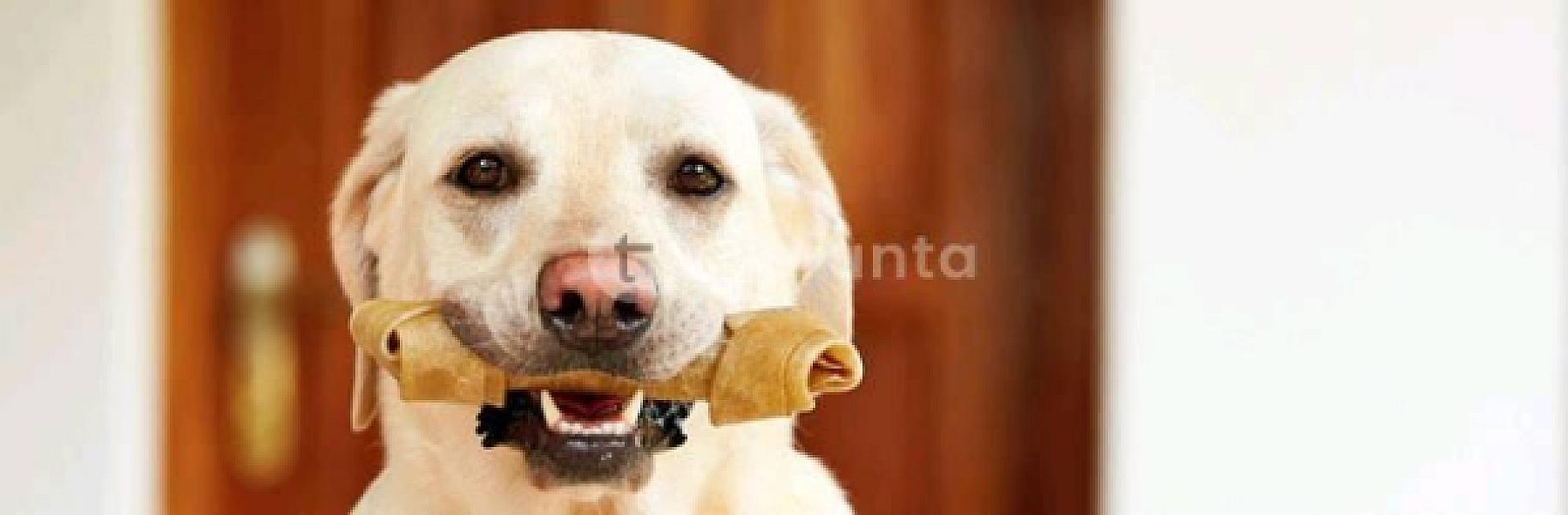 Dog Chew-0003 (5 Pcs) 8 Cm