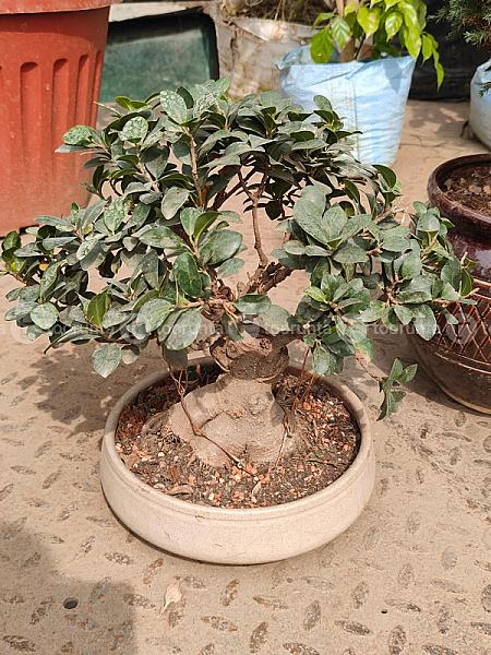 Bonsai Plant