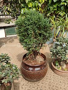 Dhupi Plant