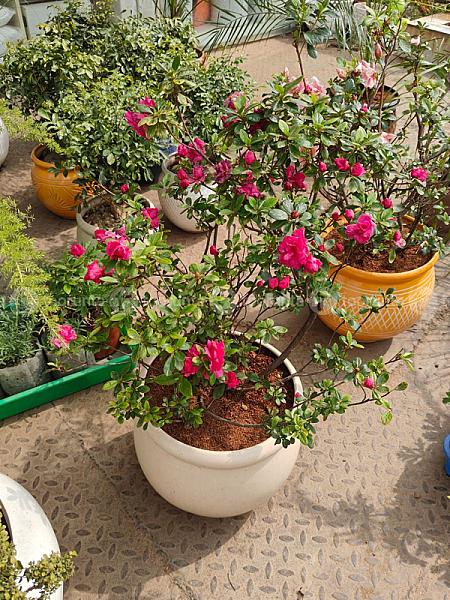 Azelia Plant
