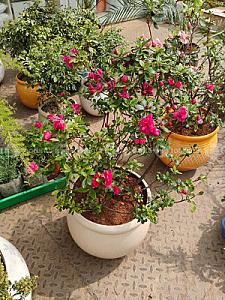 Azelia plant