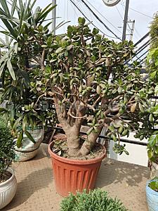 Jade plant