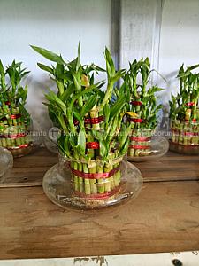 Lucky Bamboo Plant