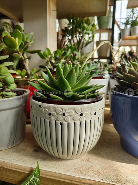 Succulent Plant