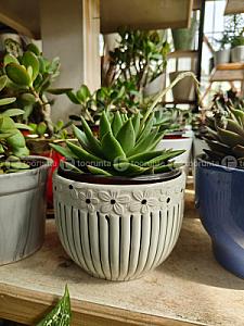 Succulent plant