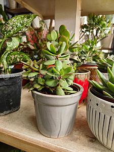 Small Jade Plant