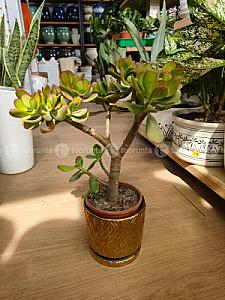 Jade plant medium sized