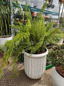 Fox tail fern plant