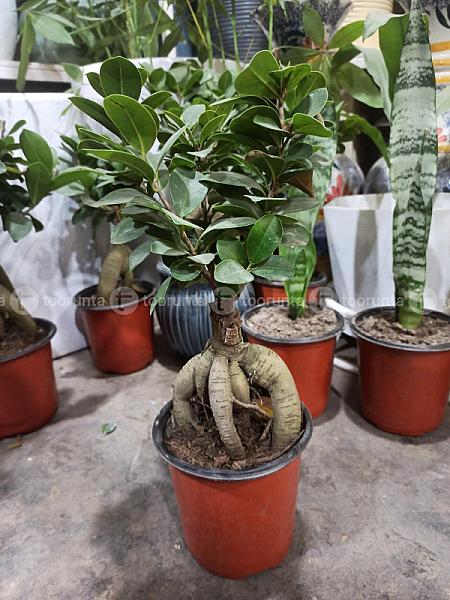 Bonsai Plant
