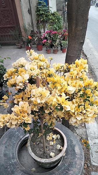 Begum Belly Flower