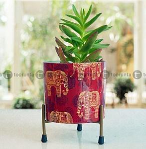 Plants