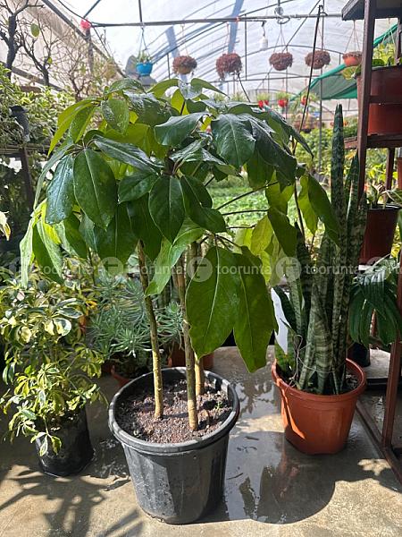 Umbrella Plant