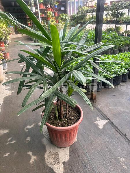 Rhapis Palm