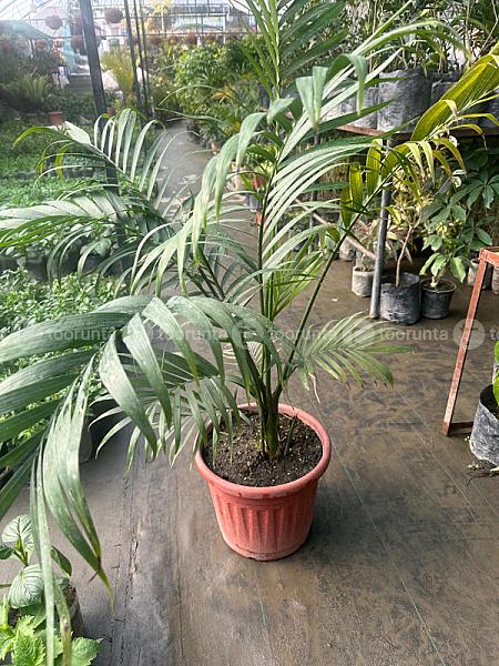 Cascade Palm