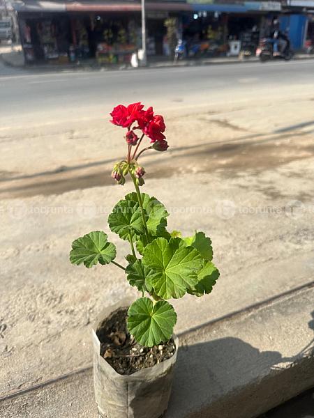 Geranium Flower