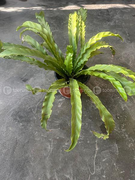 Bird,s Nest Fern