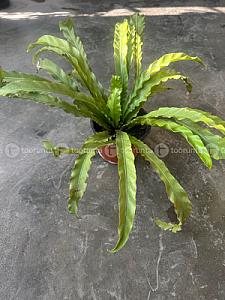 Bird,s Nest fern