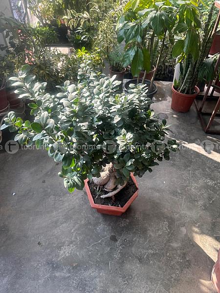 Ficus Micro Corpa