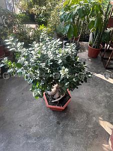 Ficus micro corpa