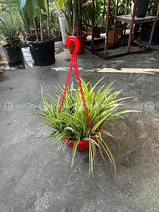 Spider plants