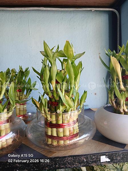 Lucky Bamboo Plant