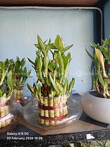 Lucky bamboo plant