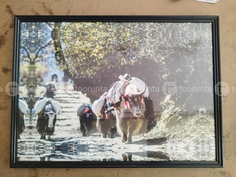 Canvas Yak Frame