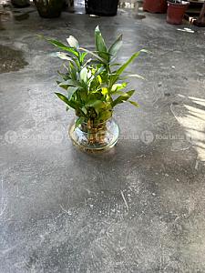 Lucky bamboo