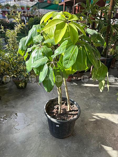 Dwarf Umbrella Plant