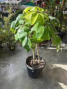 Dwarf umbrella plant
