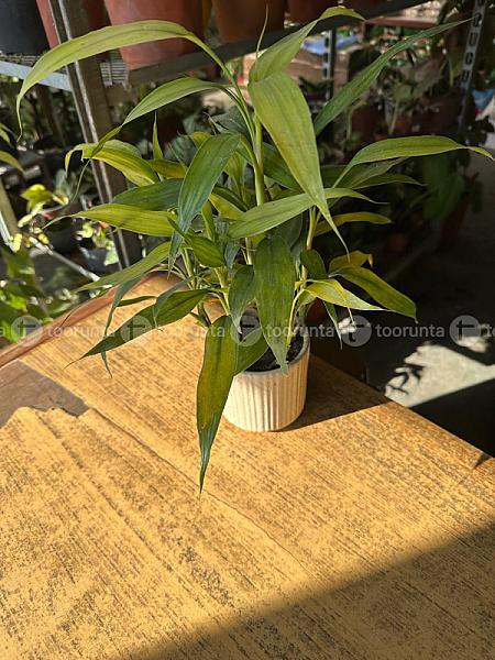 Lucky Bamboo With Ceramic Pot