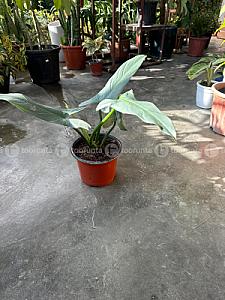Philodendron
