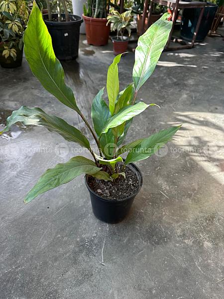Anthoriem Hookeri
