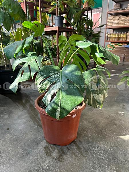 Monosteria Variegated Thai Con.