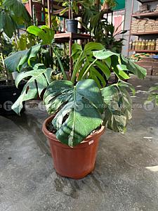 Monosteria variegated Thai con.