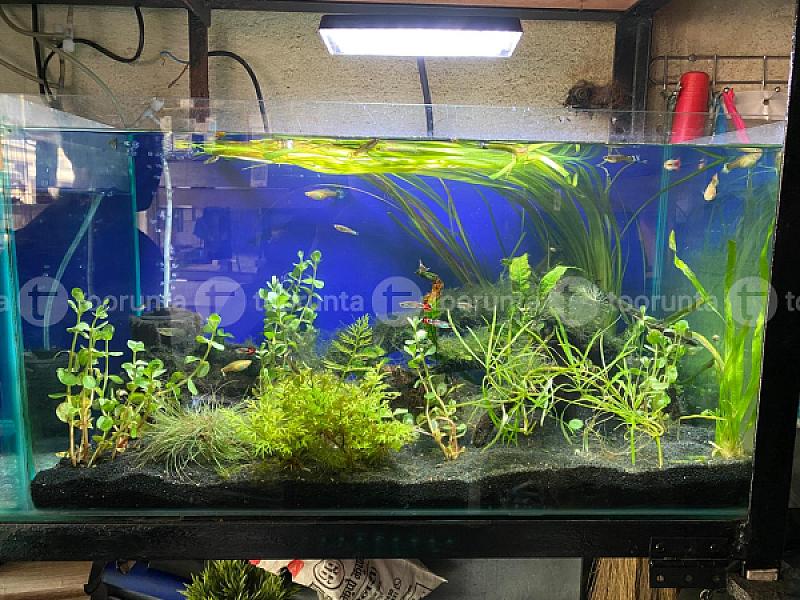 Aquarium Planted Set