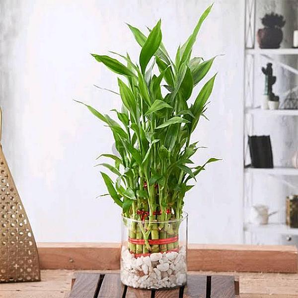 Poly Garden / Lucky Bamboo Glass Plant Pot Cylindrical