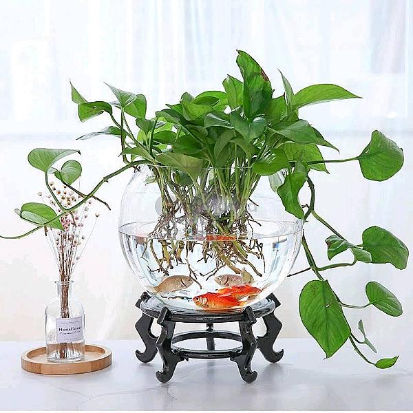 Minimalist Glass Bowl Vase – Ideal For Lucky Bamboo, Plants Or Fish