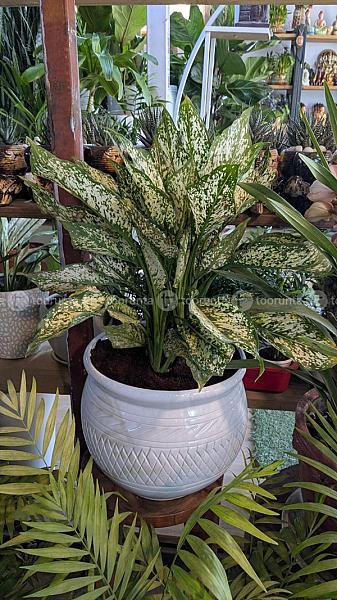 Indoor Plant