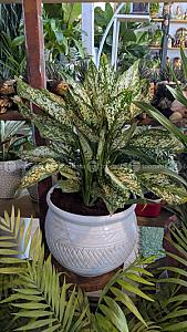 Indoor plant